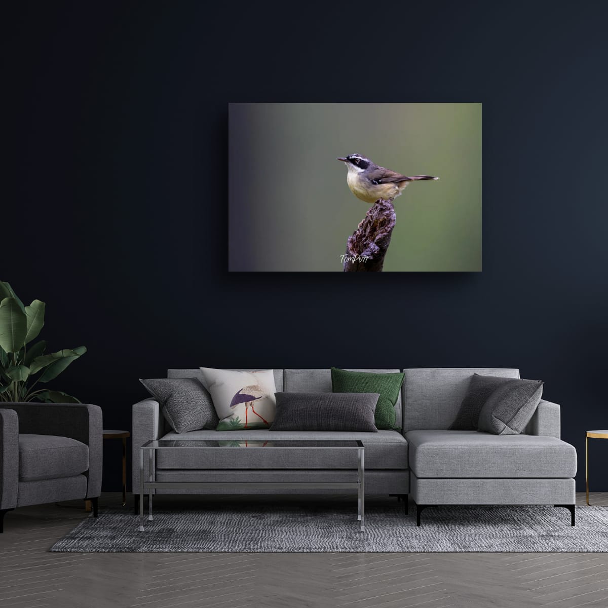 Carnarvon White-Browed Scrubwren