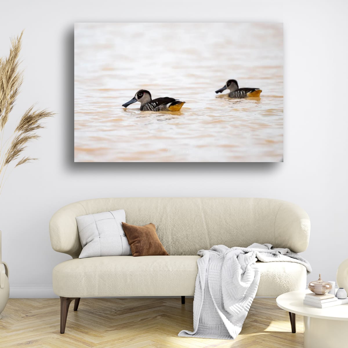 Pink-Eared Duck Duo
