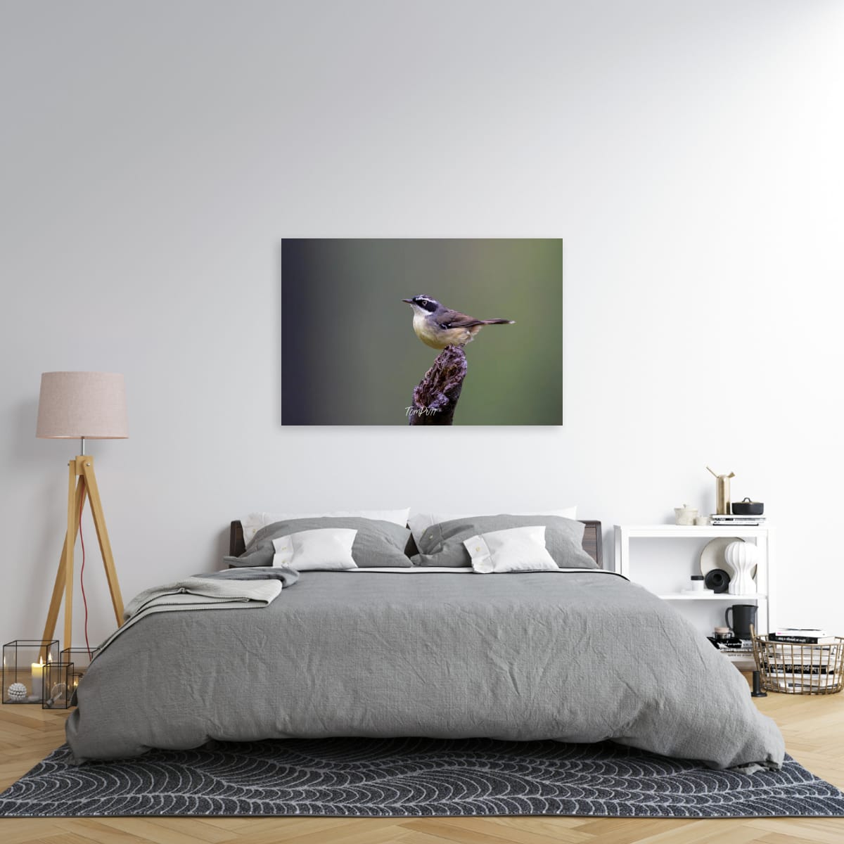 Carnarvon White-Browed Scrubwren