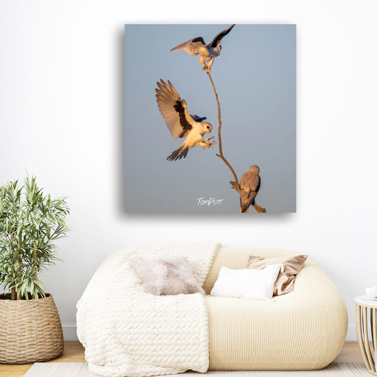 Letter-Winged Kite Trio