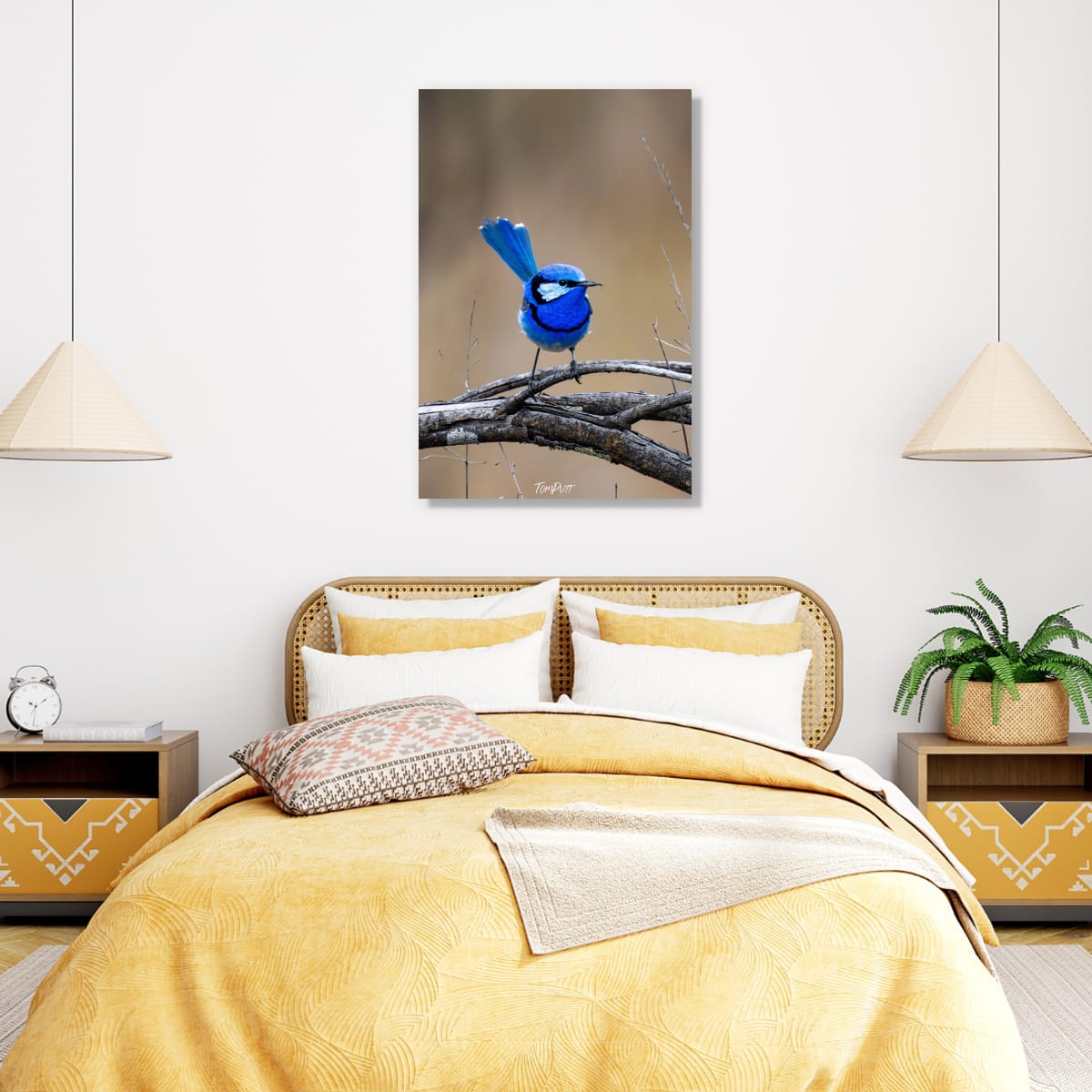 Splendid Wren