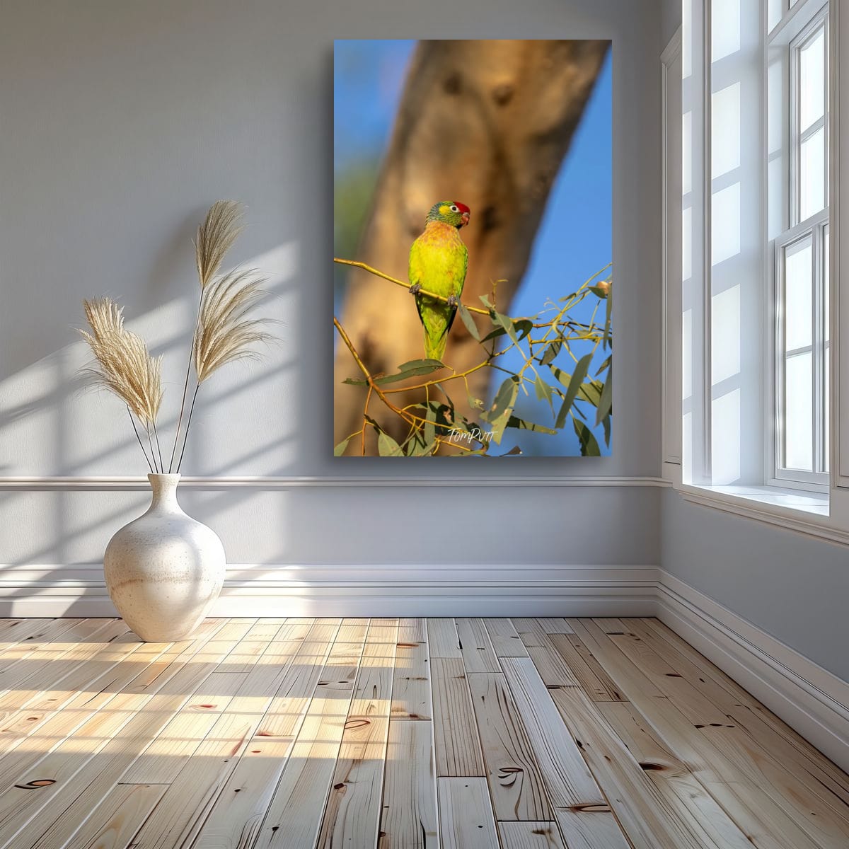 Sunlit Perch. Varied Lorikeet