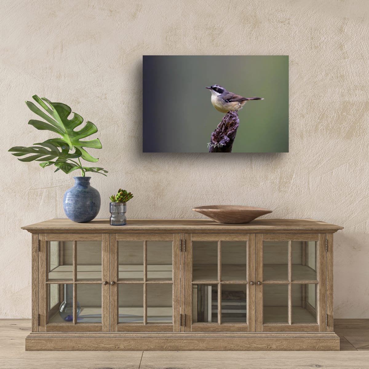 Carnarvon White-Browed Scrubwren