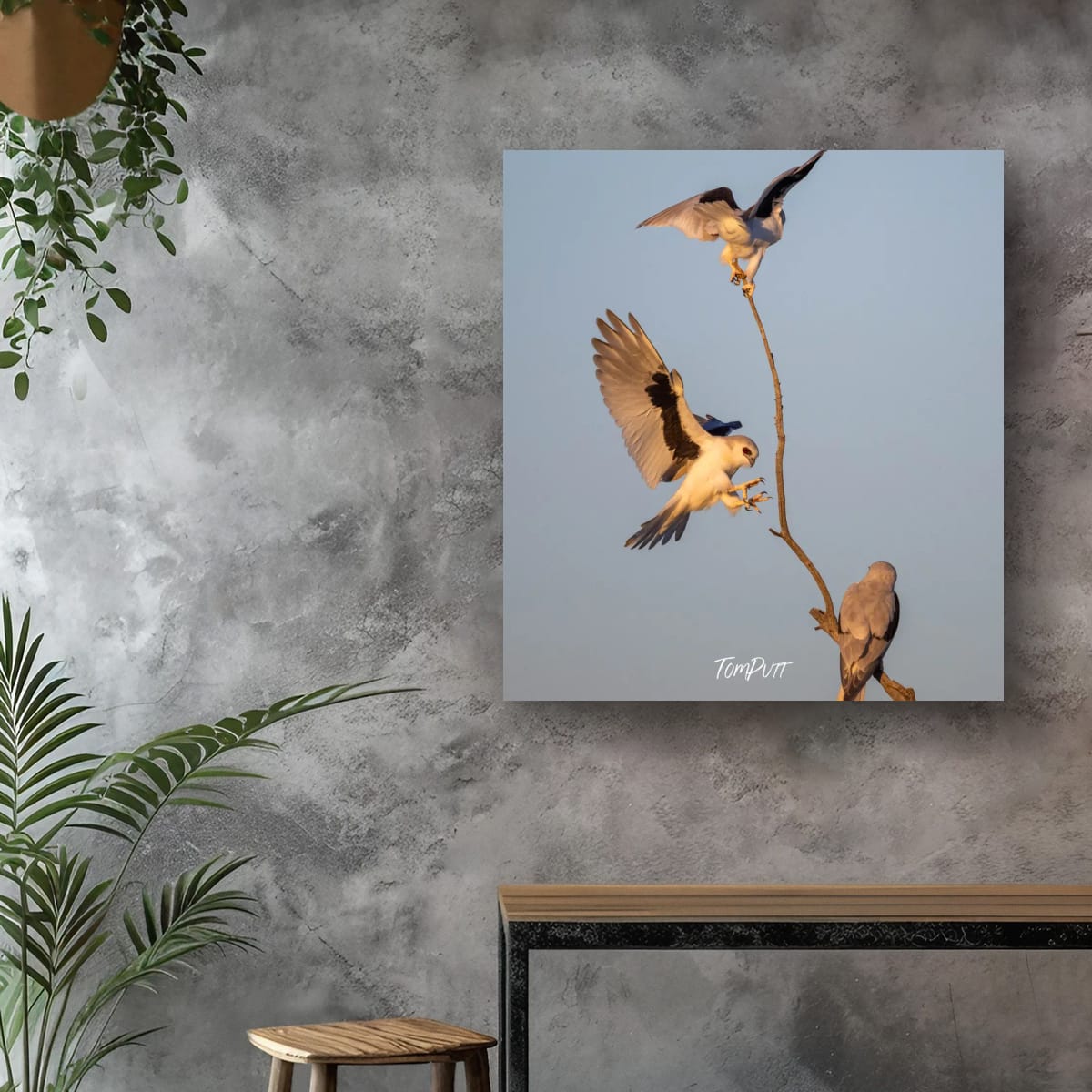 Letter-Winged Kite Trio