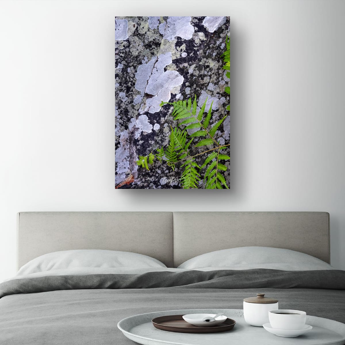 Lichen and Fern, Carnarvon Gorge