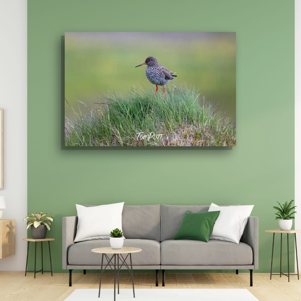 Grassy Perch. Redshank