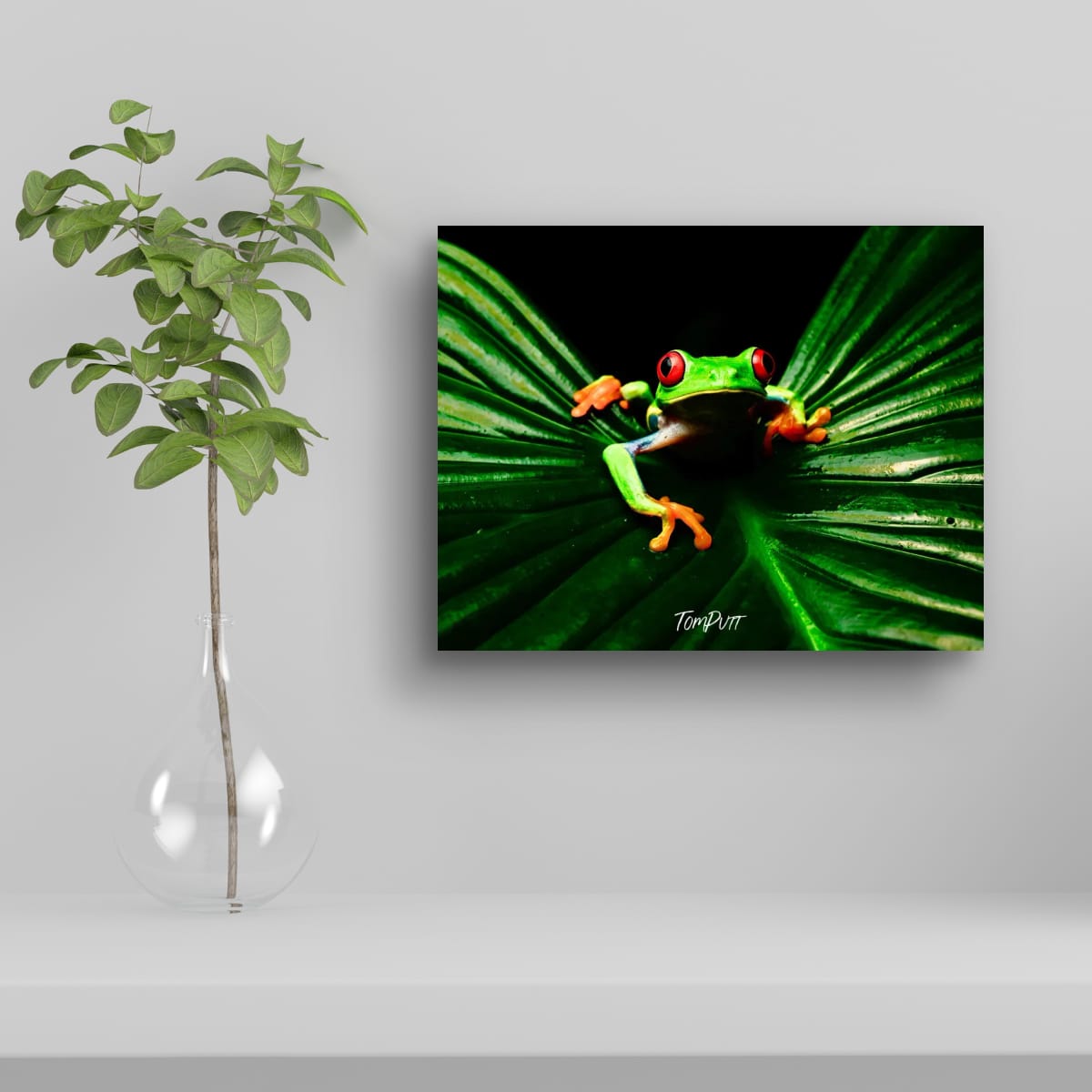 Red-eyed Tree Frog #5, Costa Rica