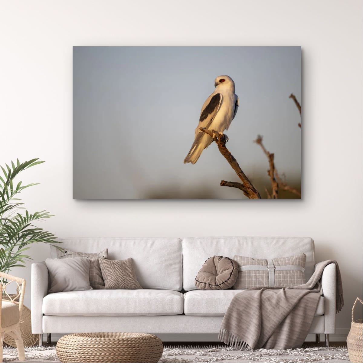 The Watchful Letter-Winged Kite