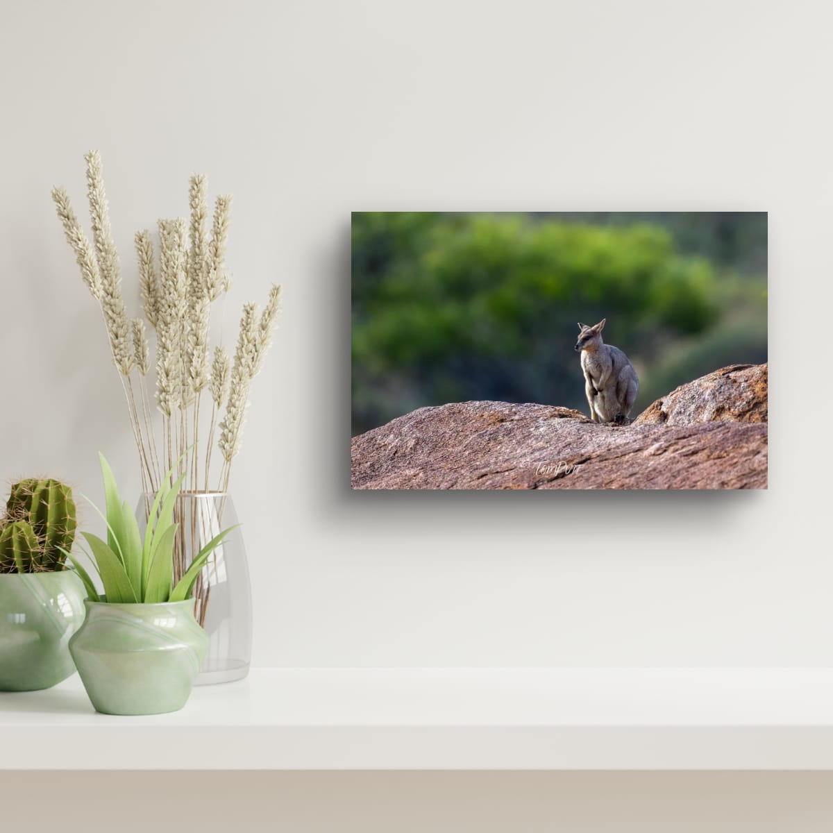 Vigilant Purple-Necked Rock Wallaby
