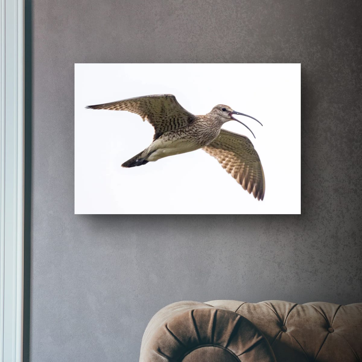 Full Flight. Whimbrel