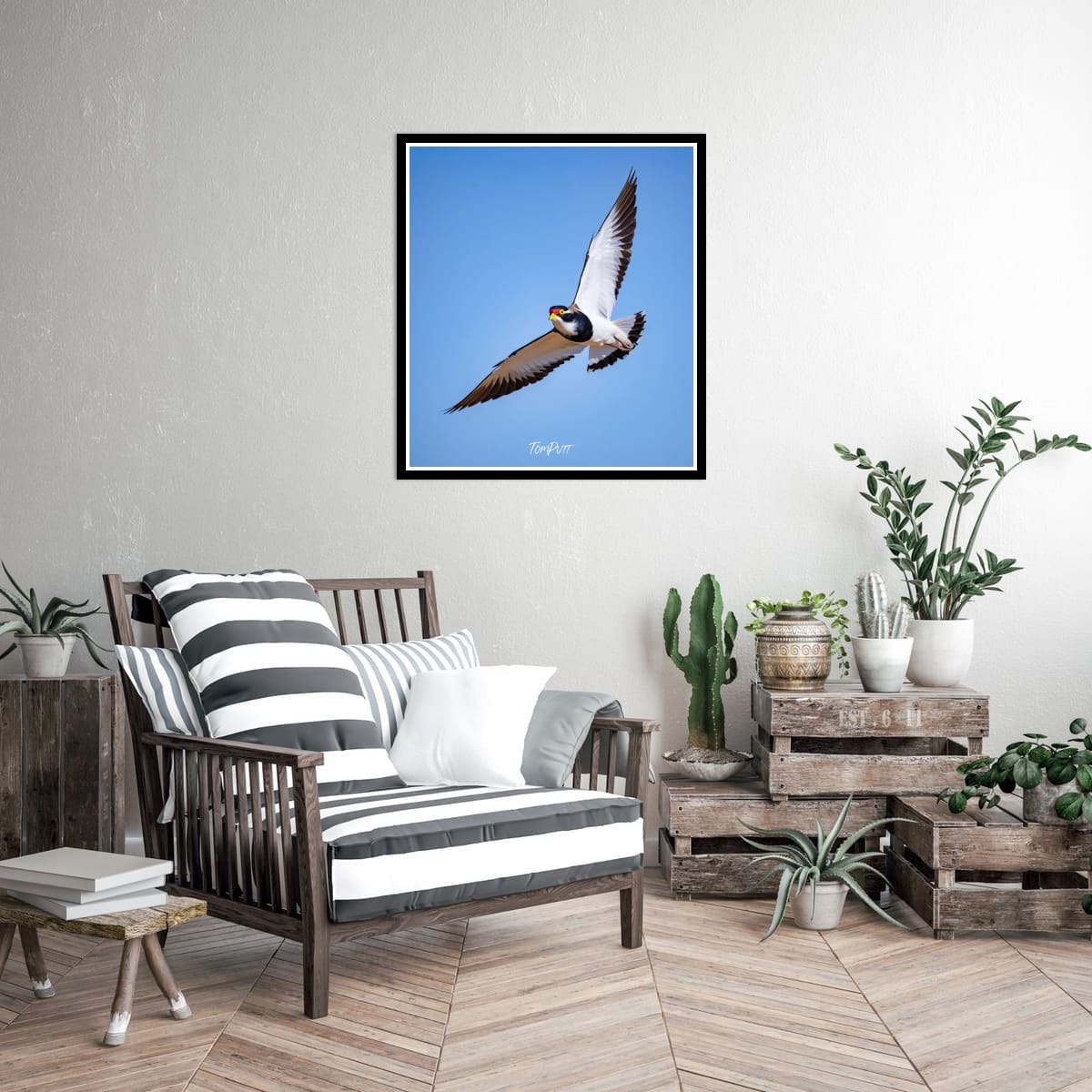 Banded Lapwing in Flight