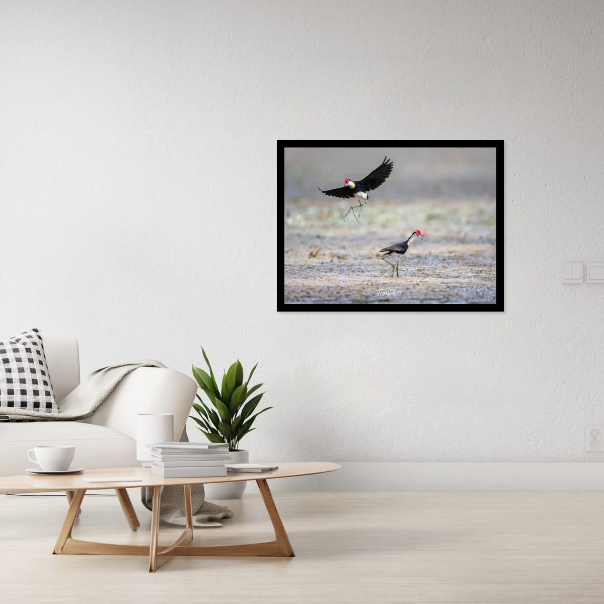 Comb-Crested Jacana Pair