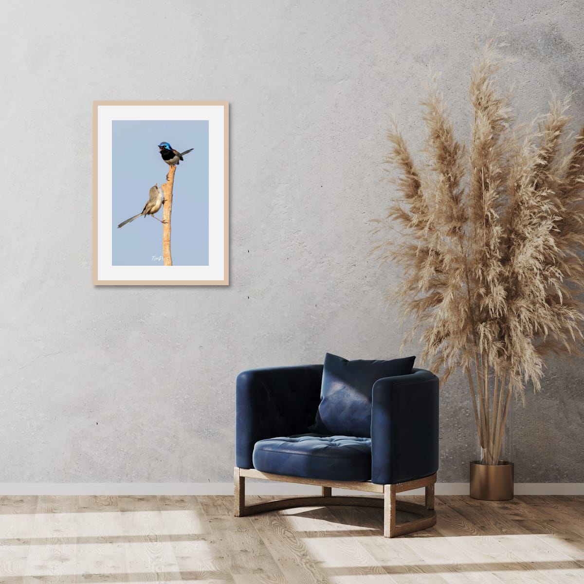 Purple-Backed Fairy Wren Duet
