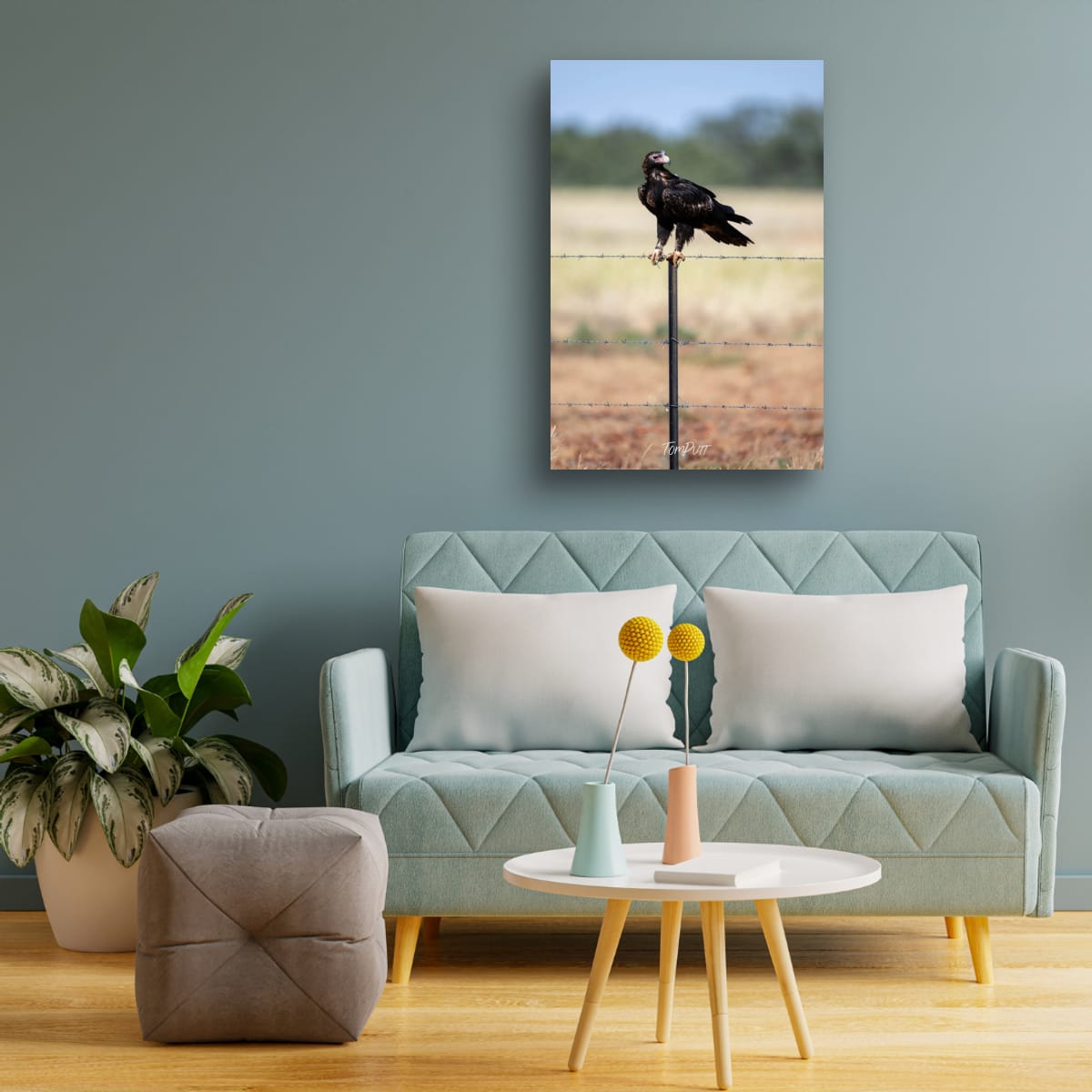 Perched. Wedge-Tailed Eagle