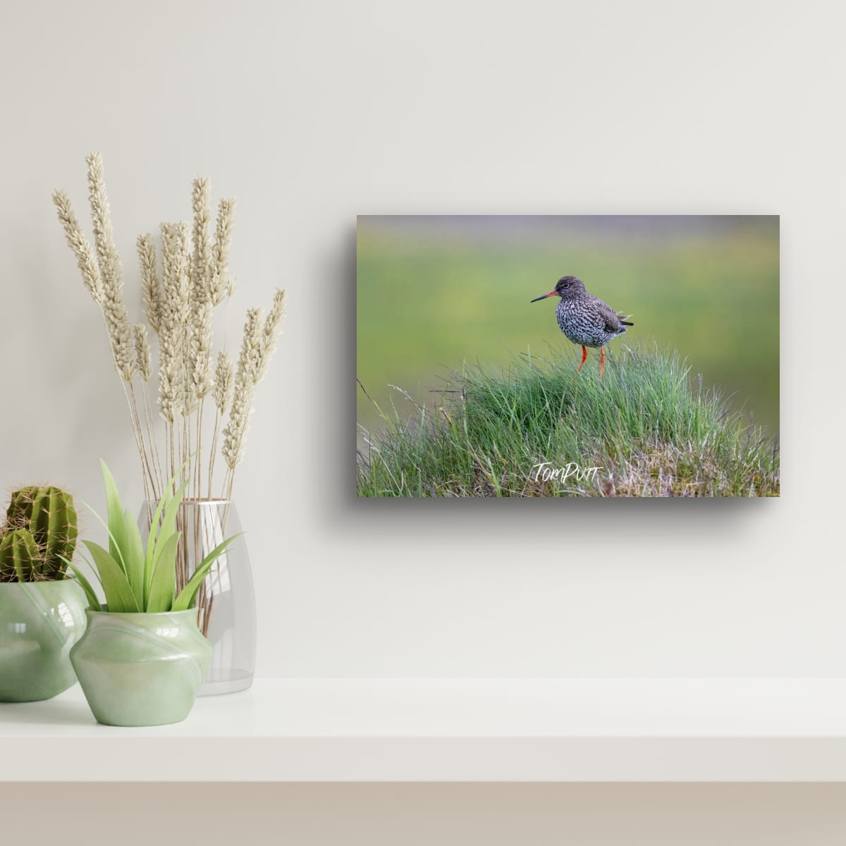 Grassy Perch. Redshank