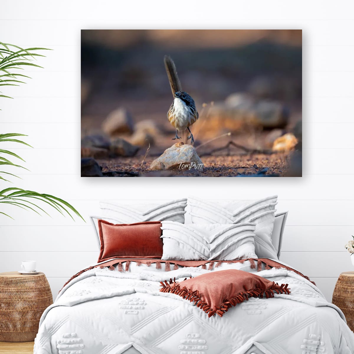 Now Departing. Carpentarian Grasswren