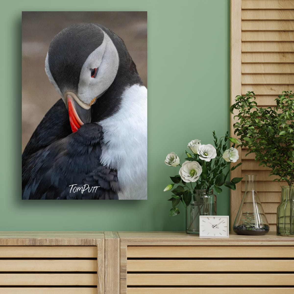 Tucked In. Atlantic Puffin