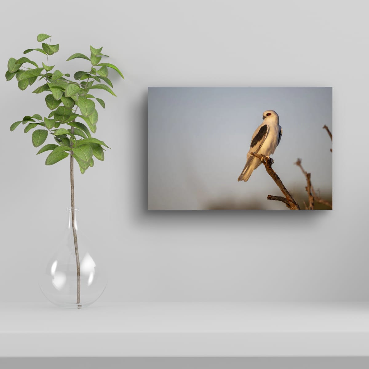 The Watchful Letter-Winged Kite