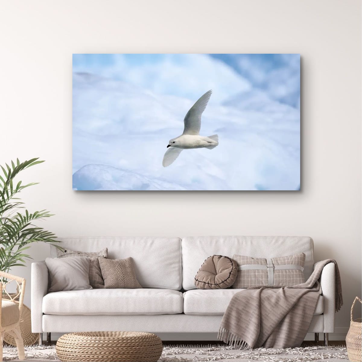 Snow Petrel in flight, Antarctica