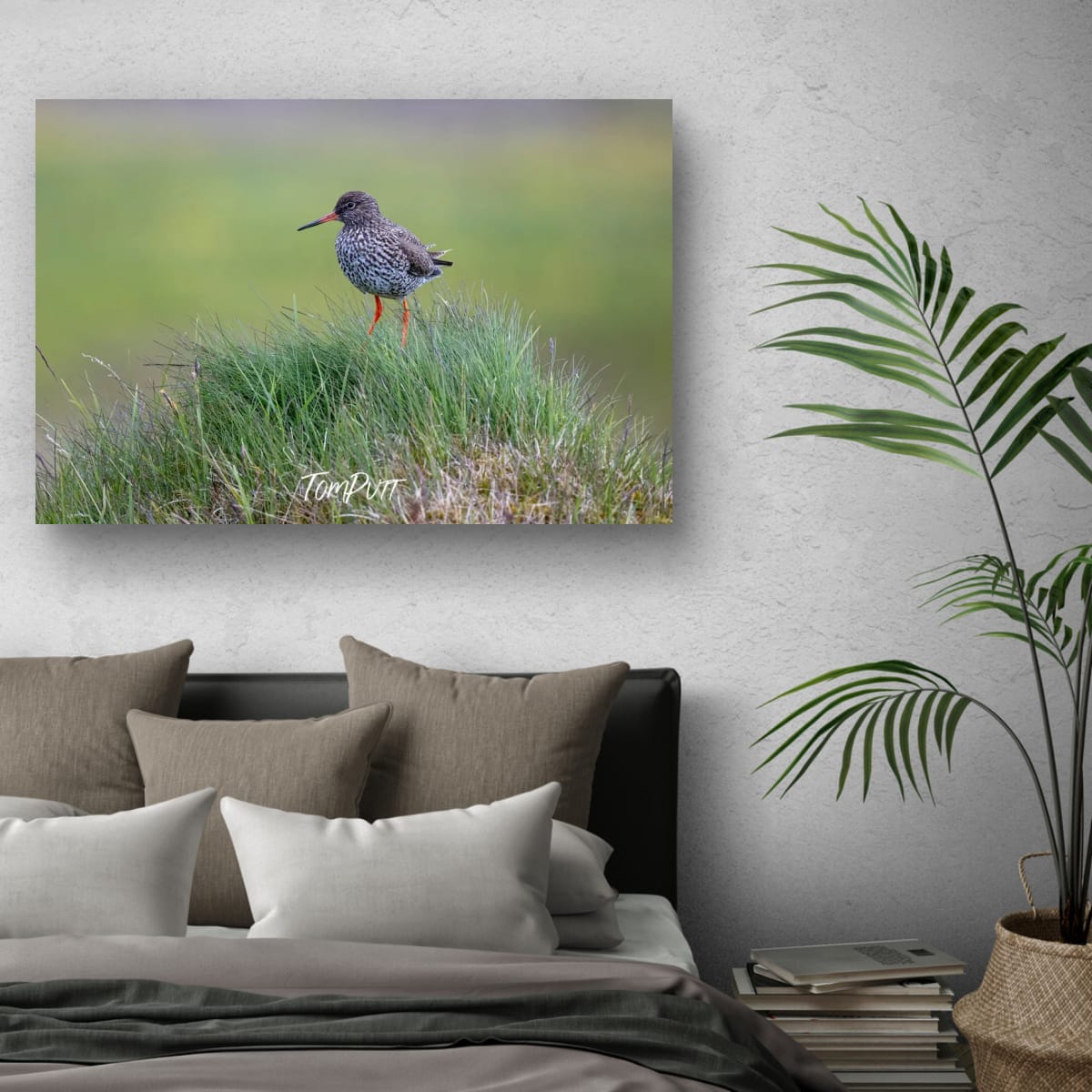 Grassy Perch. Redshank