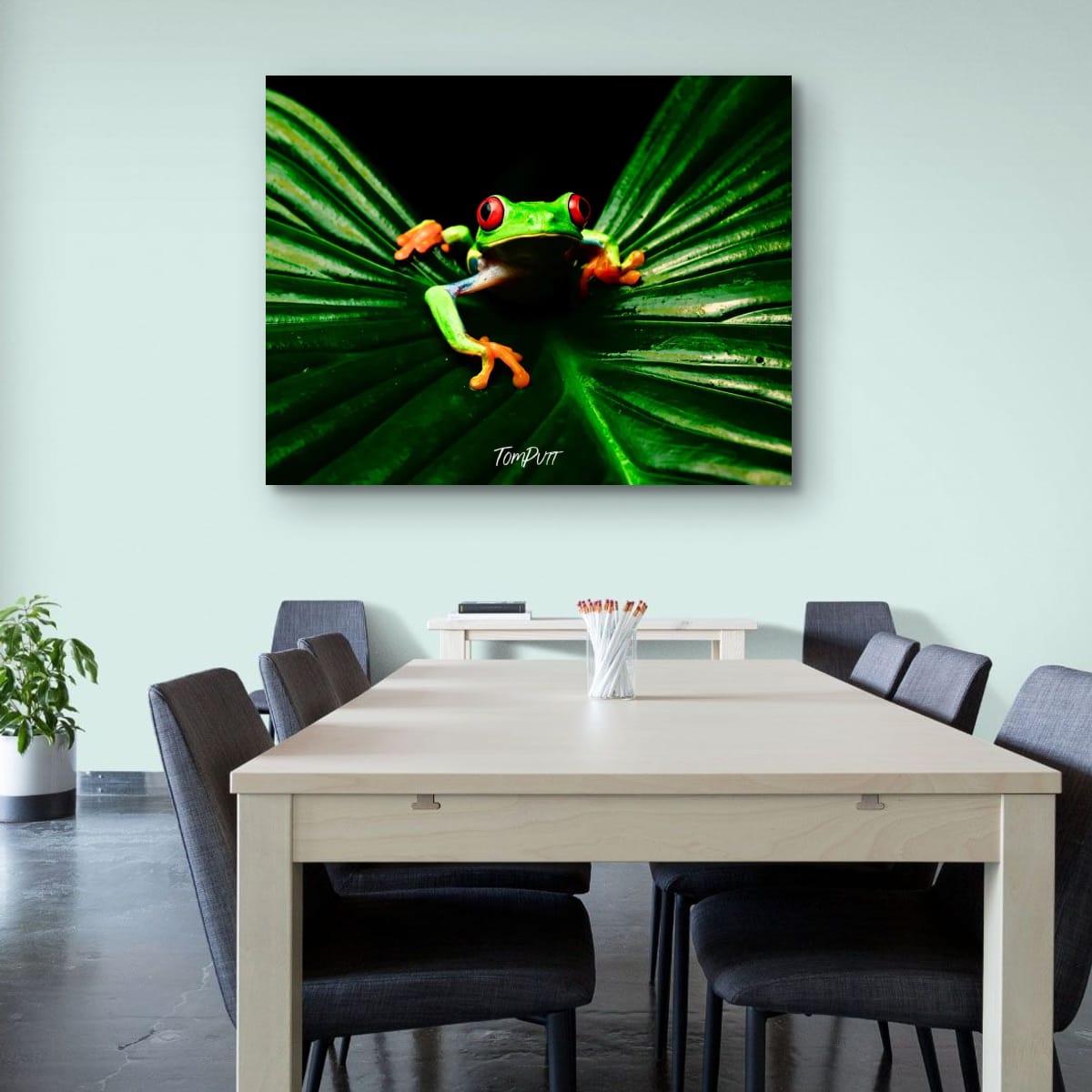 Red-eyed Tree Frog #5, Costa Rica