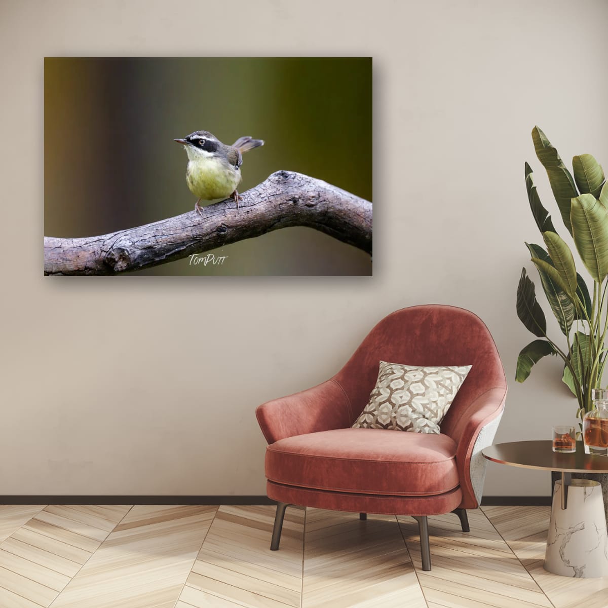 White-browed Scrubwren, Carnarvon Gorge