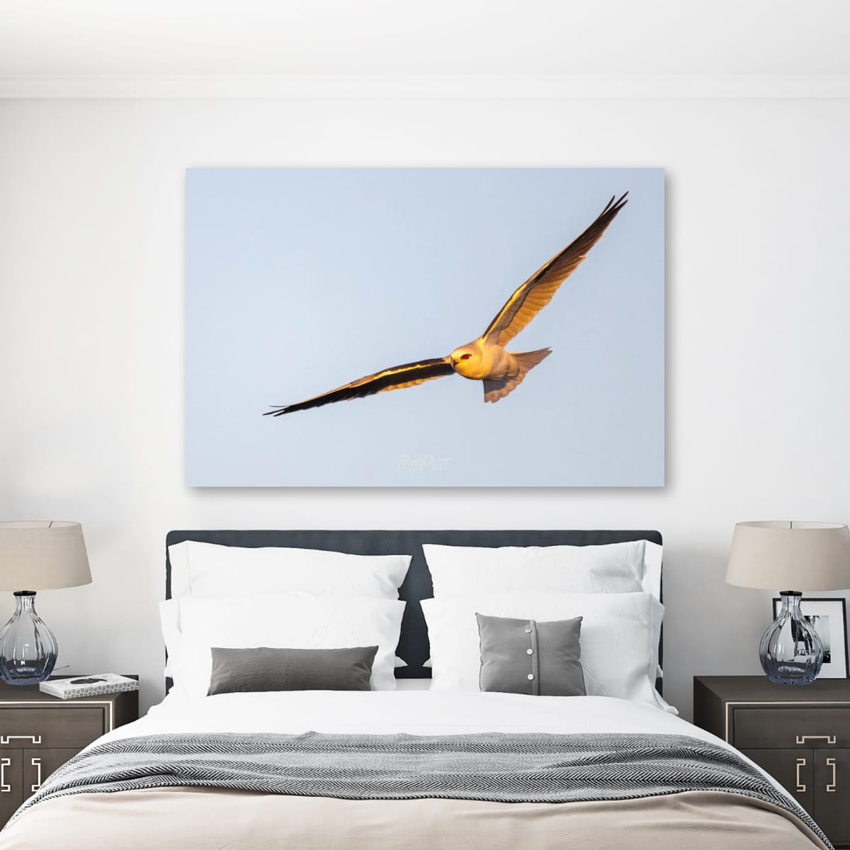 Golden Glow. Black-Shouldered Kite