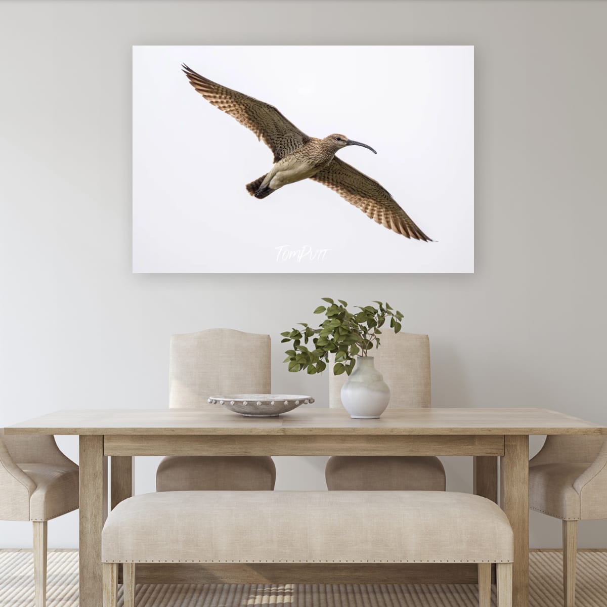 Arctic Glider. Whimbrel