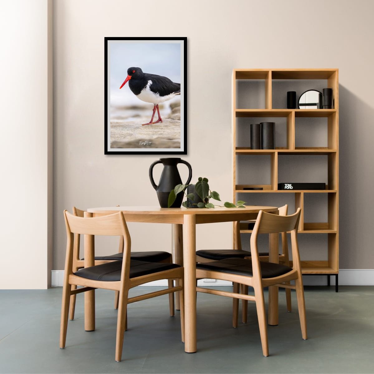 Pied Oystercatcher: Heron Island