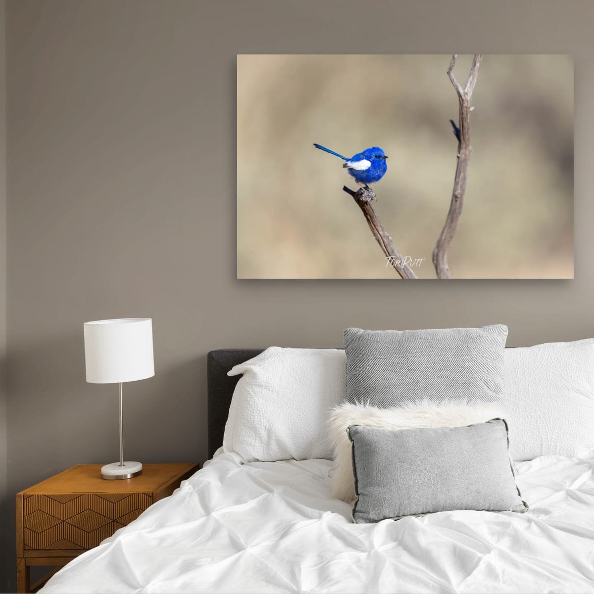 Balancing Act. White-Winged Fairy Wren