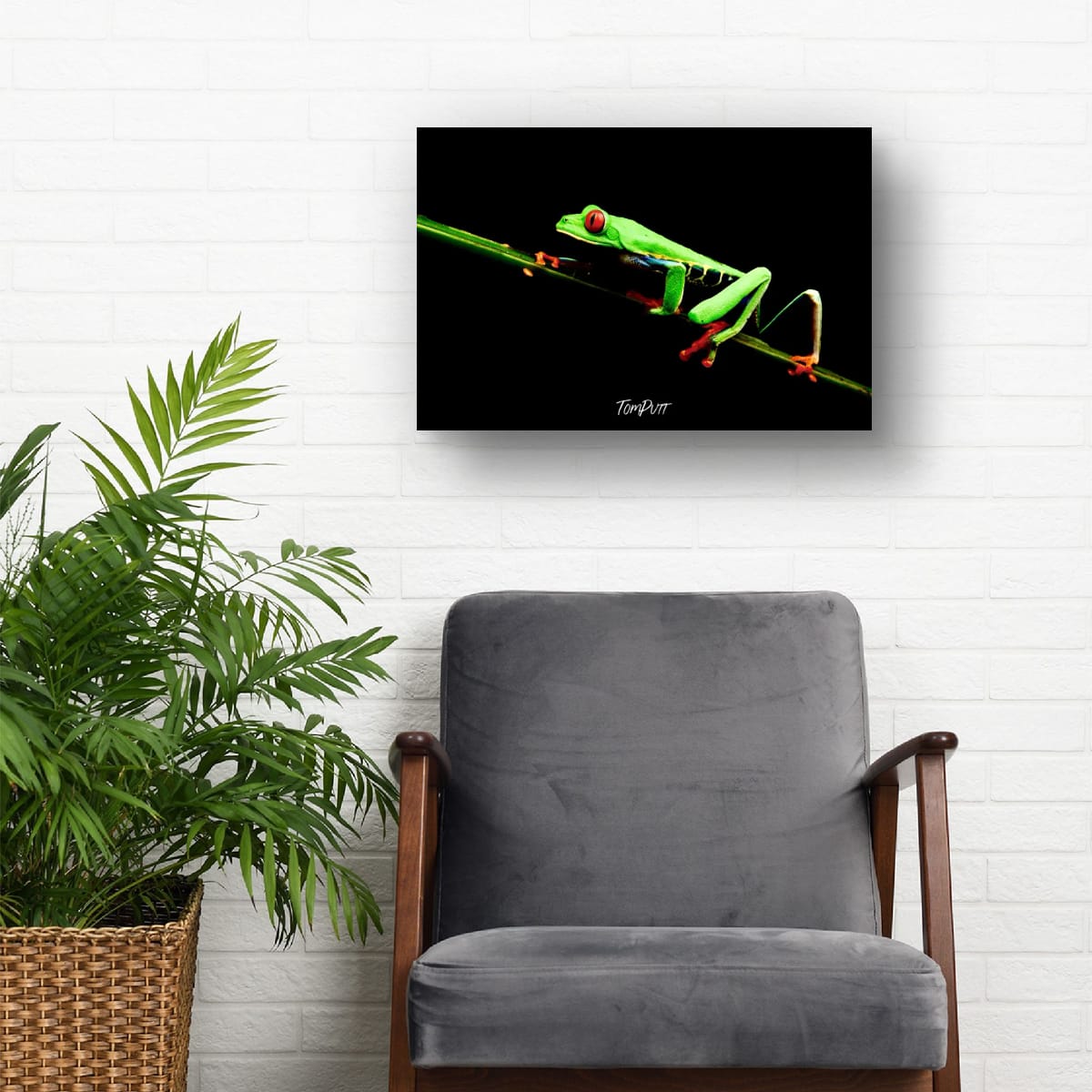 Red-eyed Tree Frog #4, Costa Rica