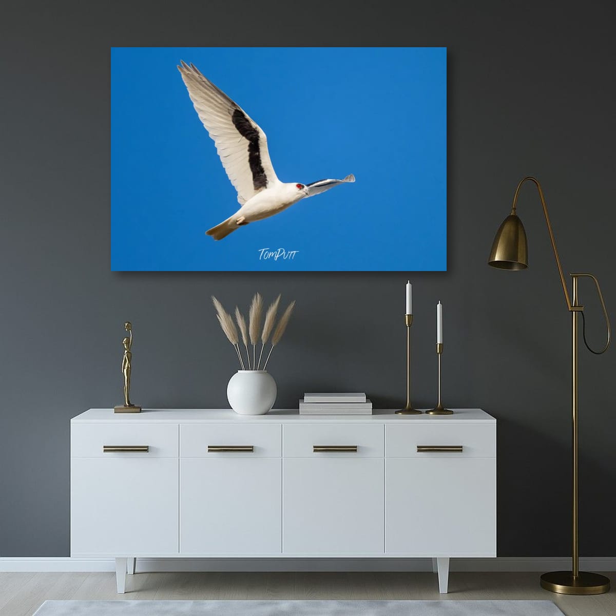 Red-Eye Flight. Letter-Winged Kite