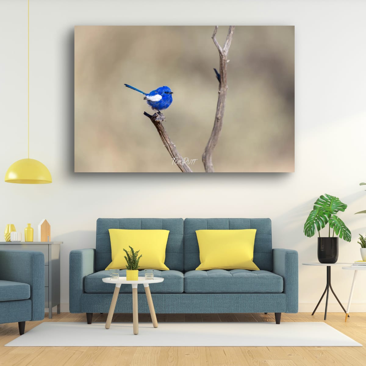 Balancing Act. White-Winged Fairy Wren