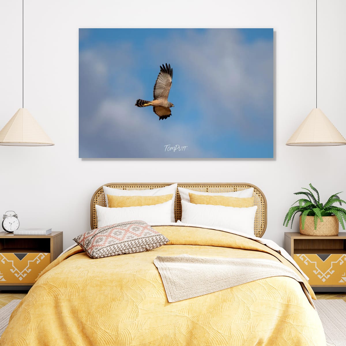 Spotted Harrier in Flight