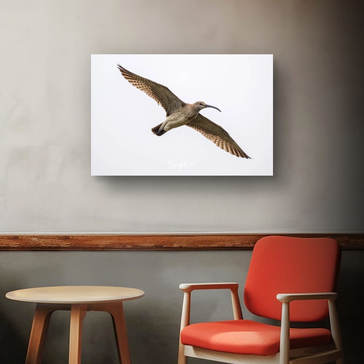 Arctic Glider. Whimbrel