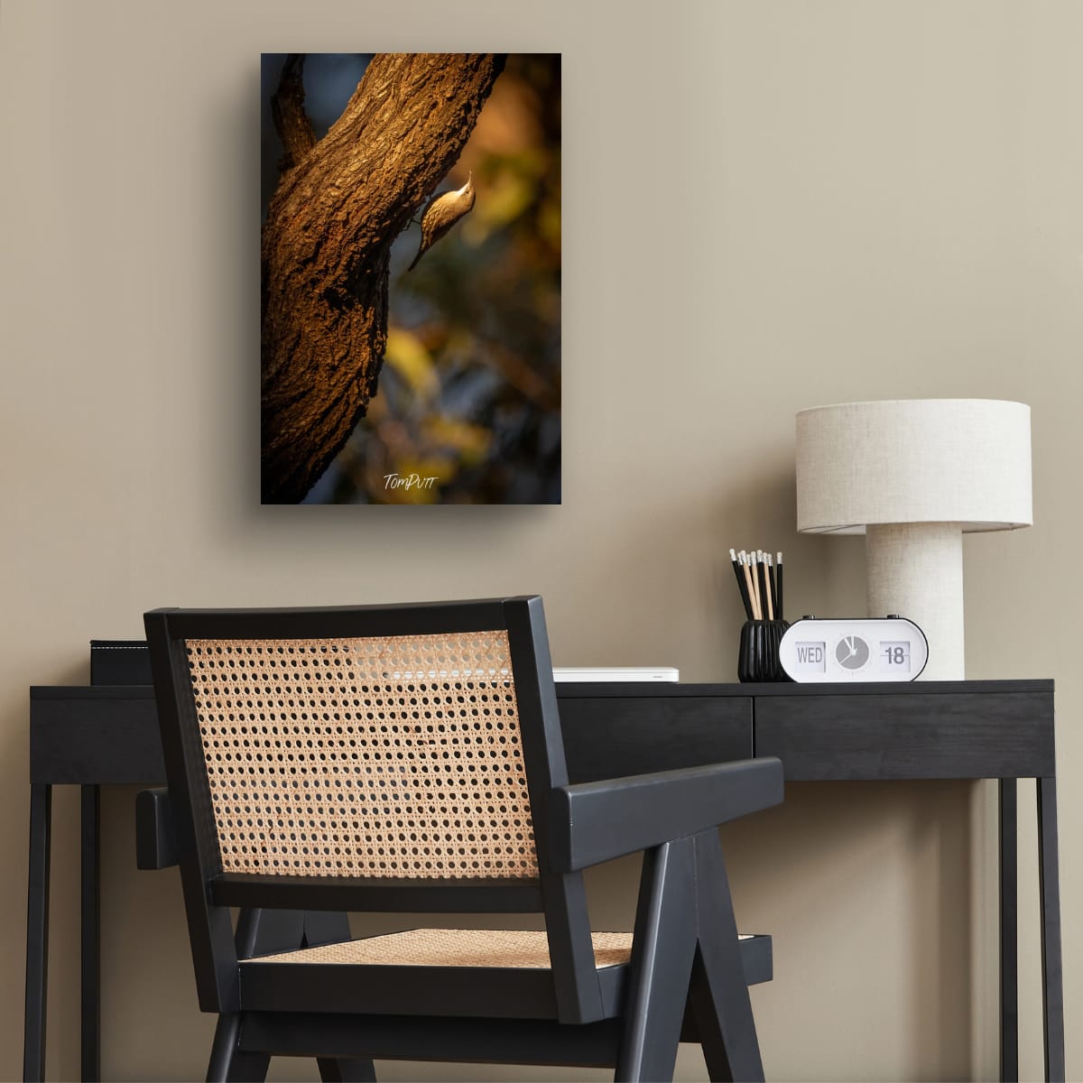 White-Throated Tree Creeper, Carnarvon Gorge