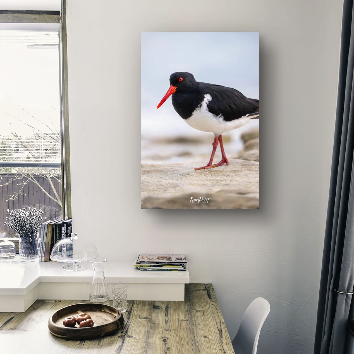 Pied Oystercatcher: Heron Island