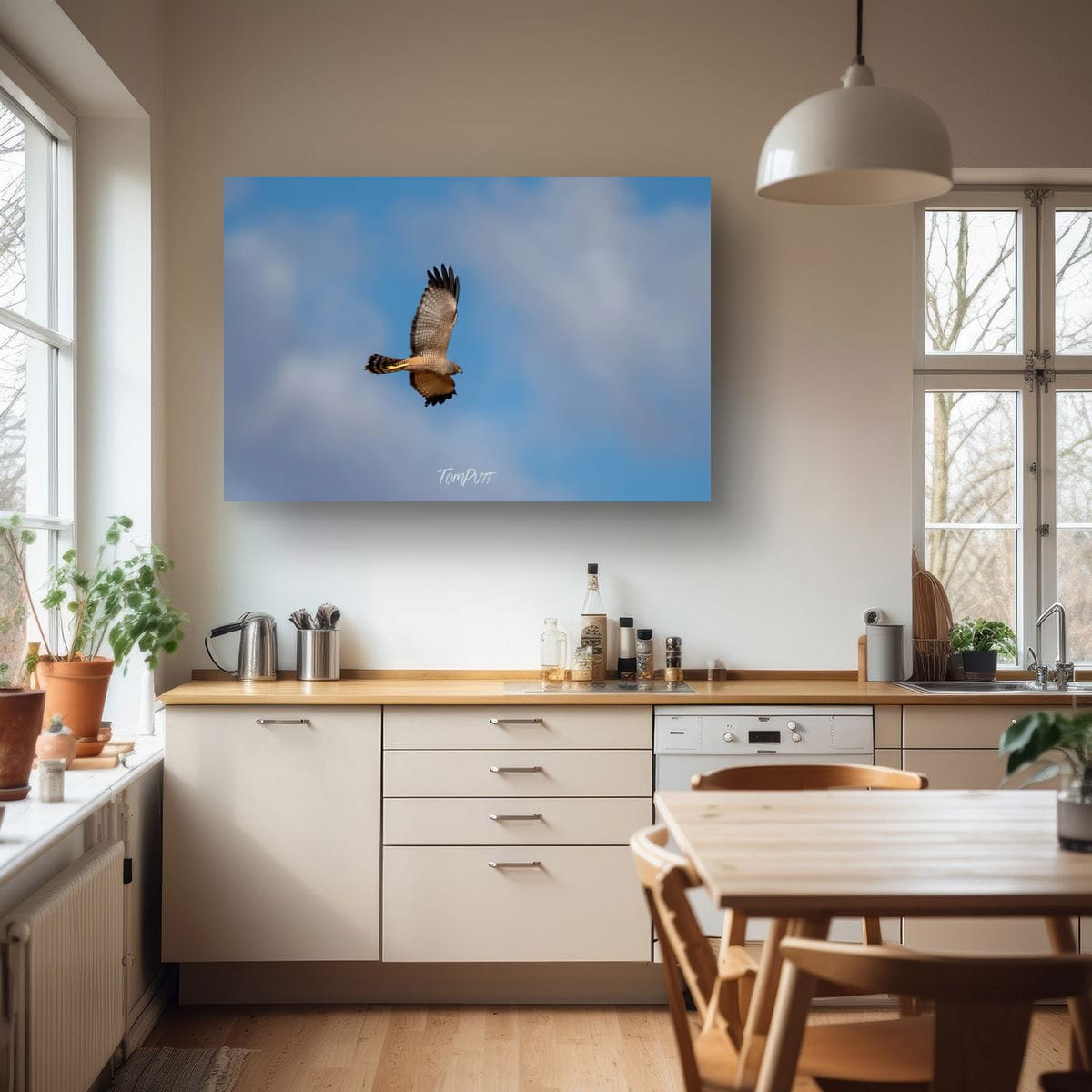 Spotted Harrier in Flight