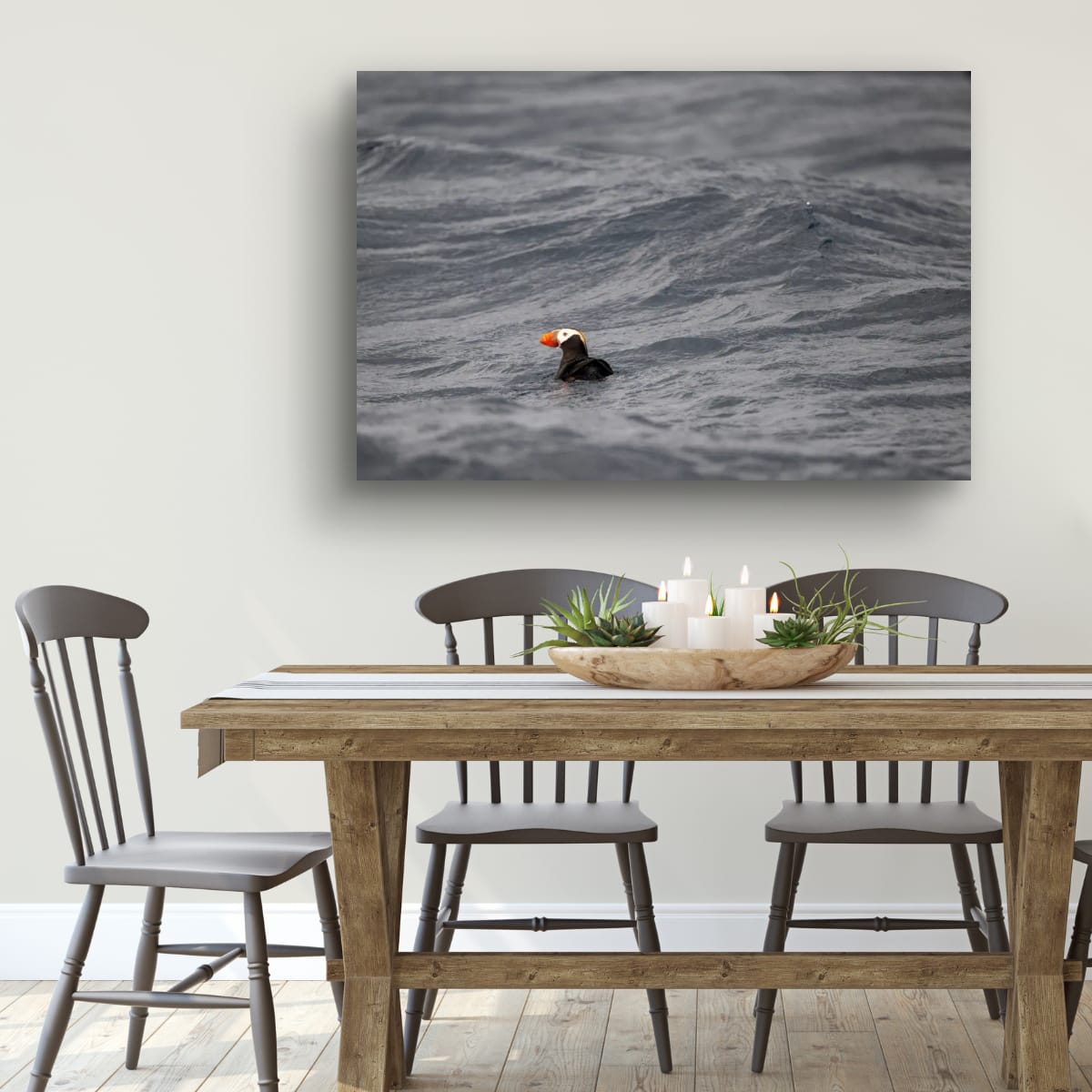 Paddling: Tufted Puffin