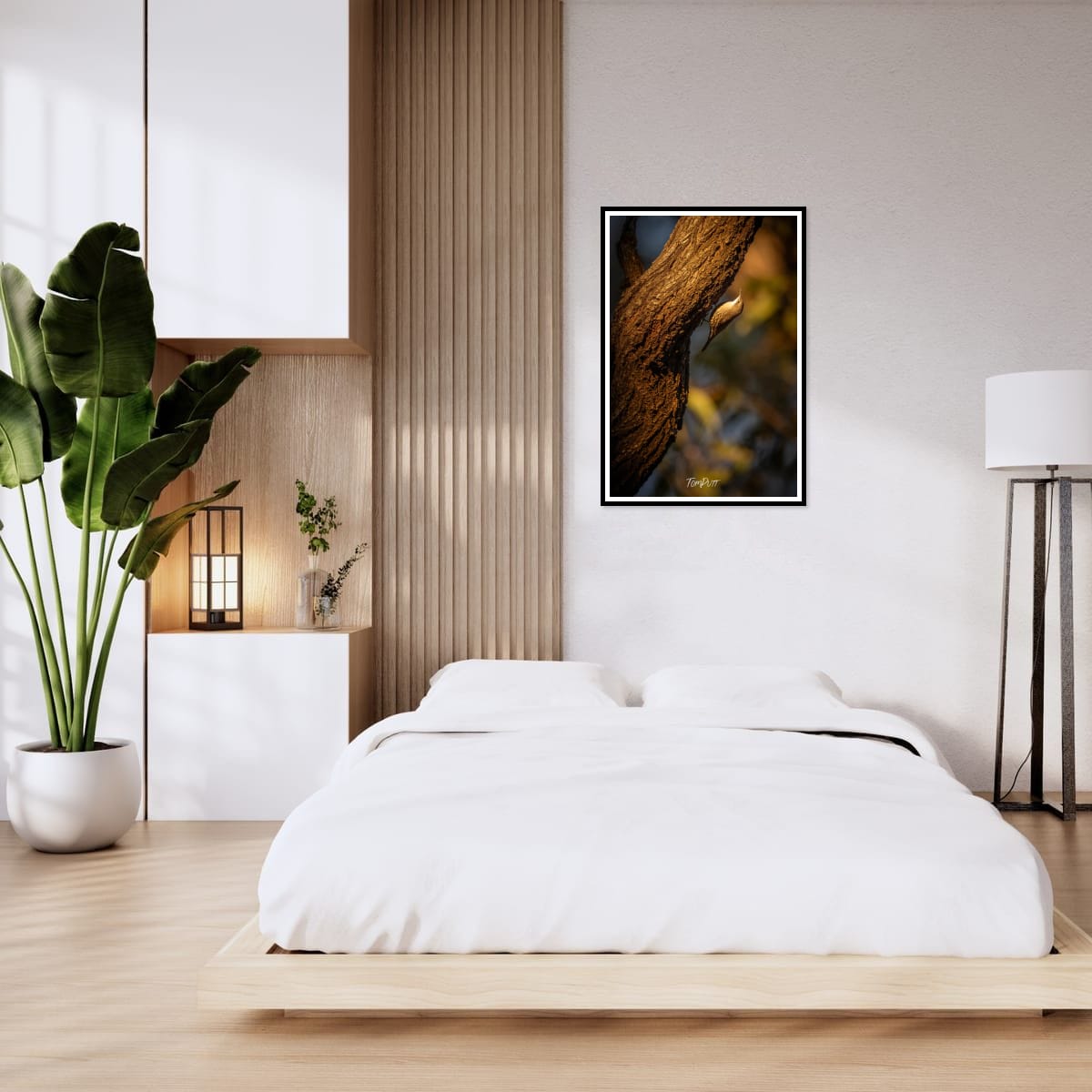 White-Throated Tree Creeper, Carnarvon Gorge