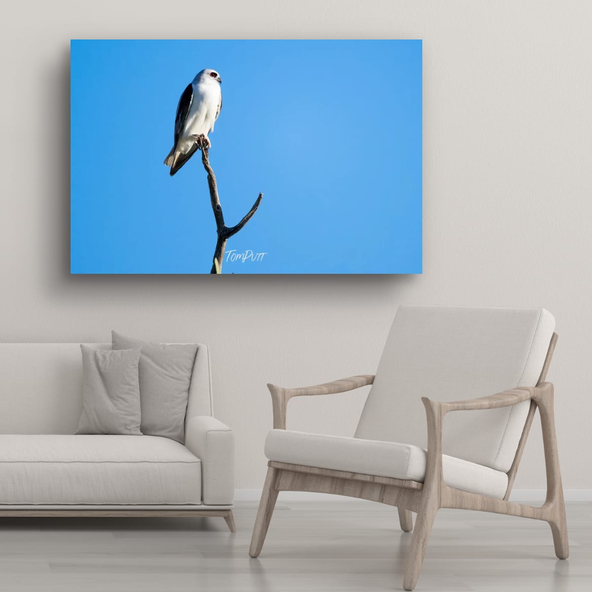 Sentinel. Letter-Winged Kite