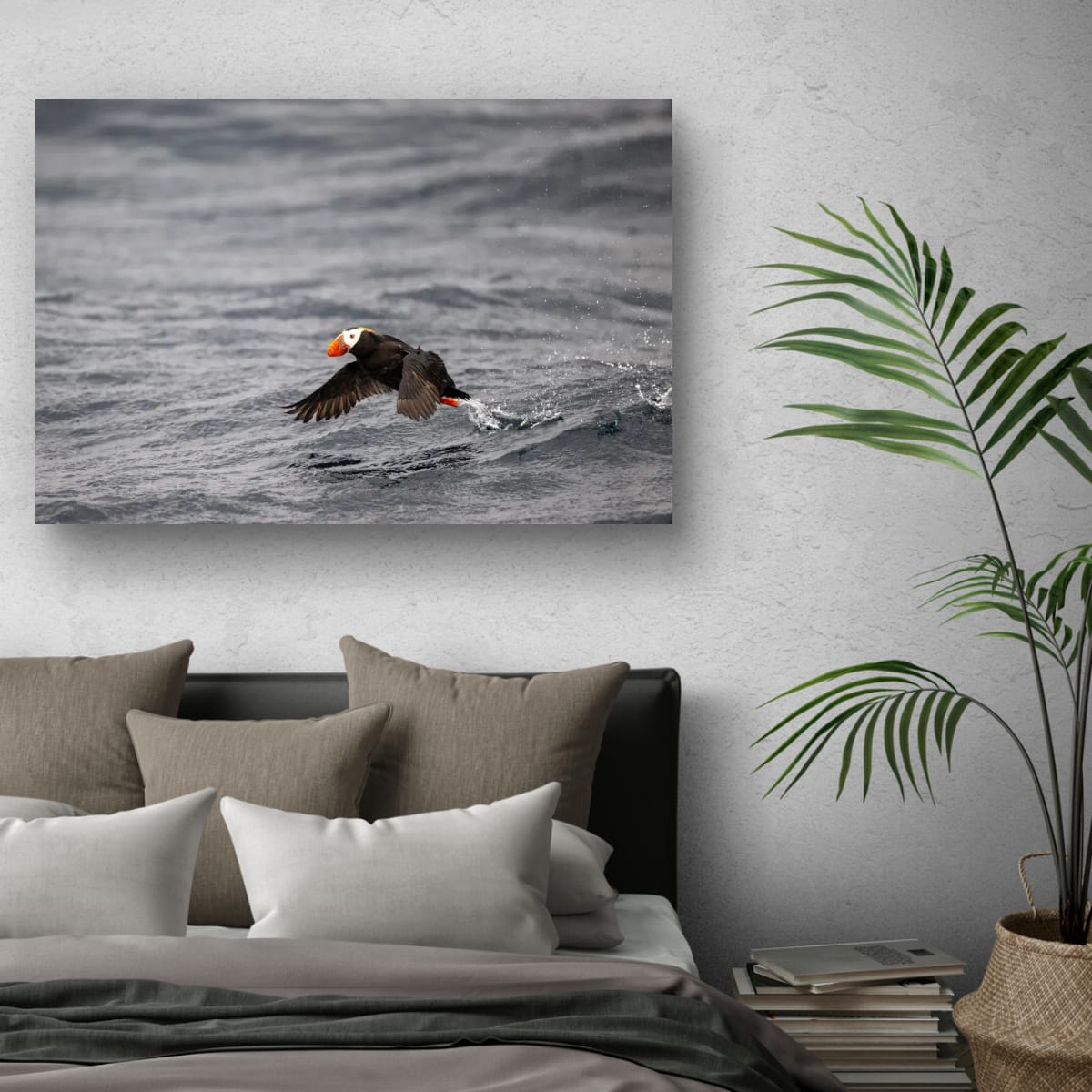 Water Launch: Tufted Puffin