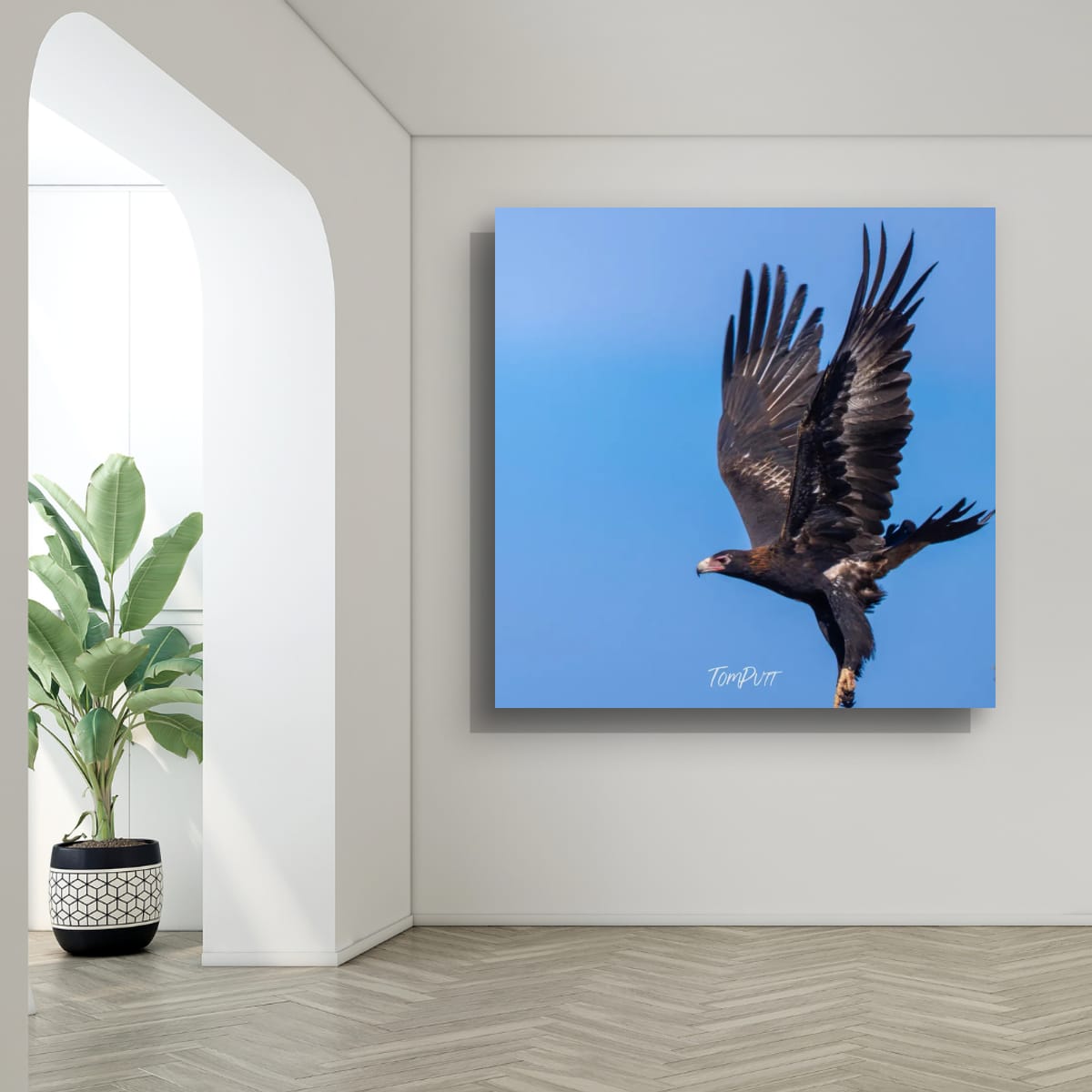 Wedge-Tailed Eagle Dance