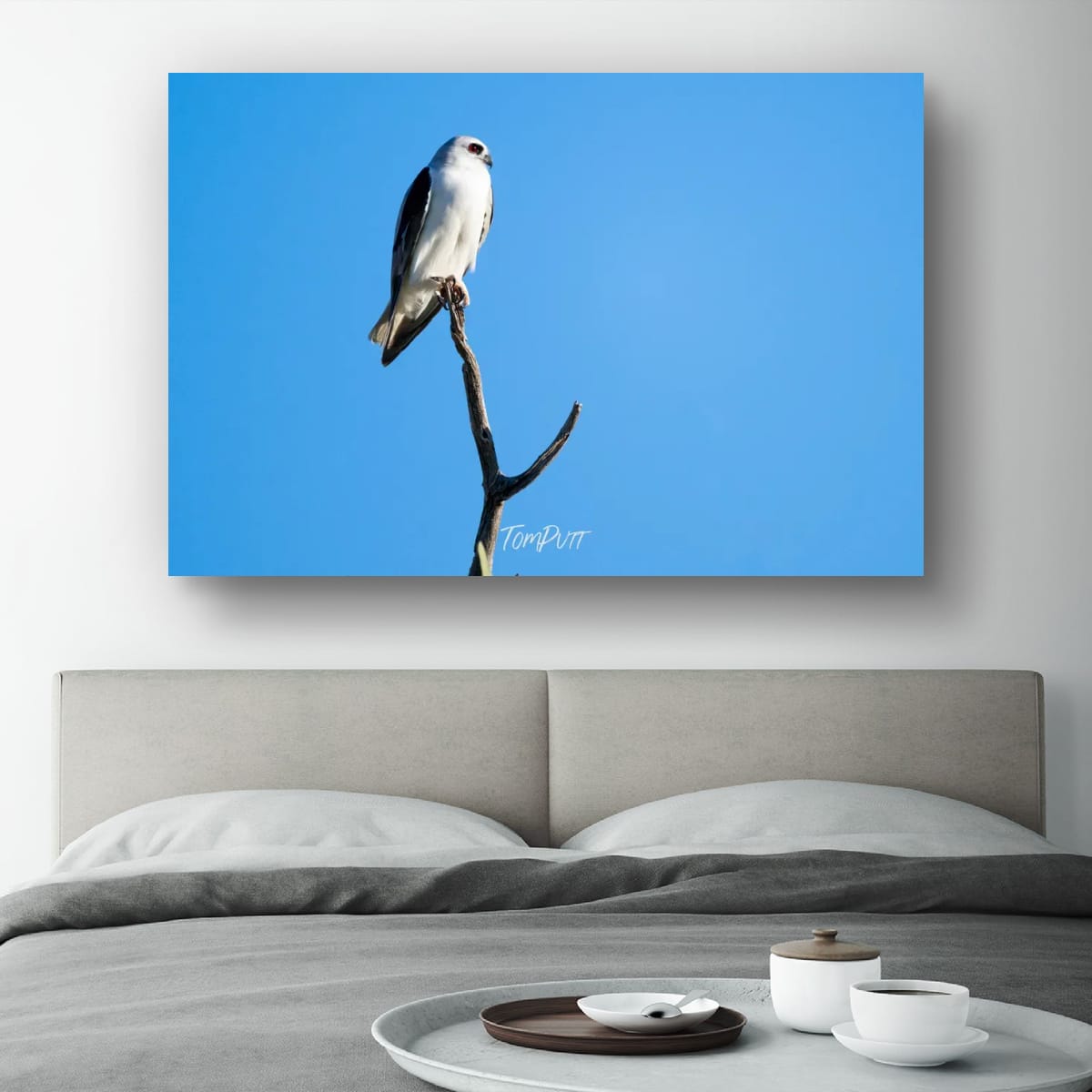 Sentinel. Letter-Winged Kite