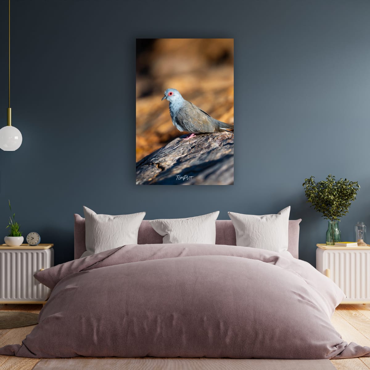 Diamond Dove, Channel Country