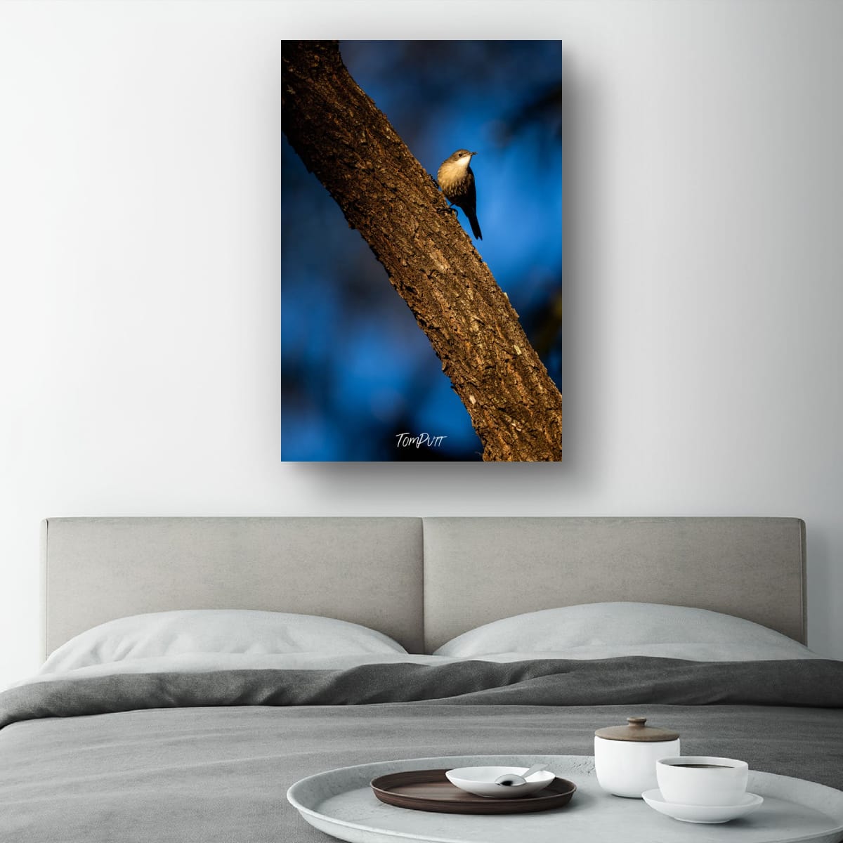 Carnarvon White-Throated Treecreeper