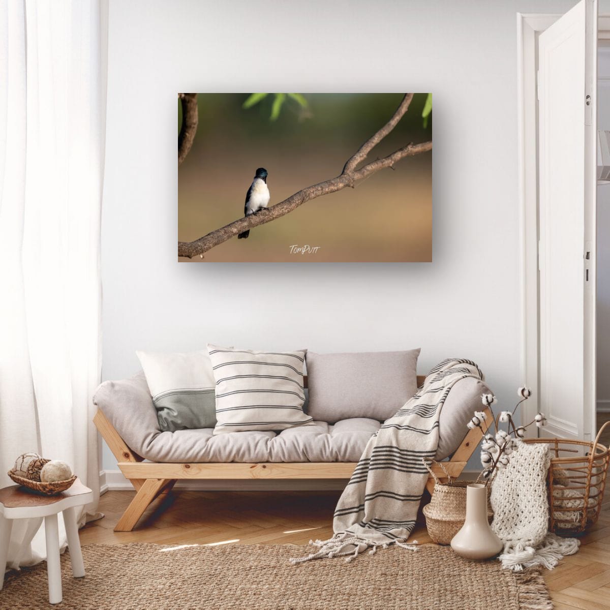 Looking Back. Paperbark Flycatcher
