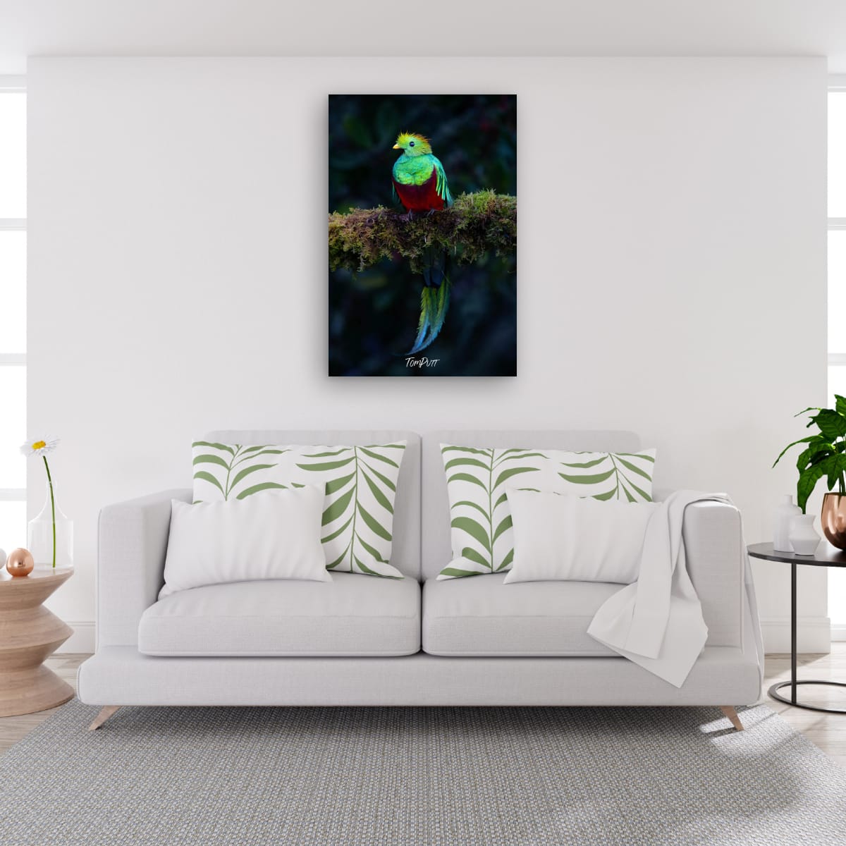 Resplendent Quetzal, Costa Rica