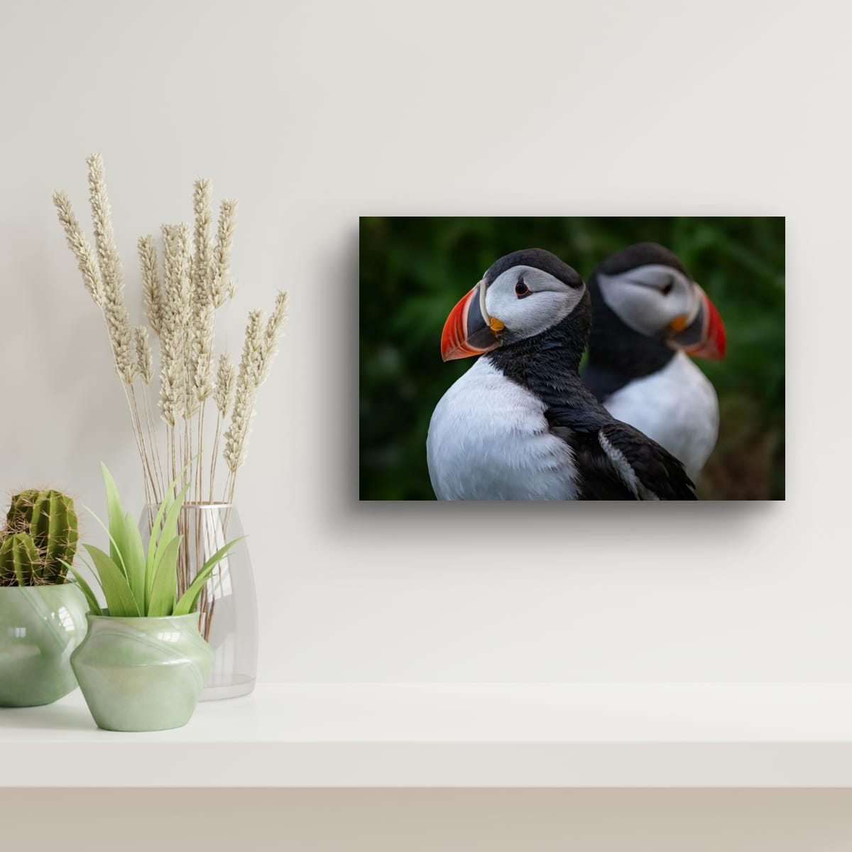 Symmetry. Atlantic Puffin