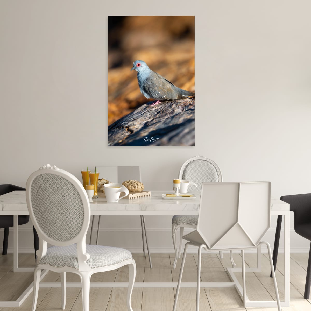 Diamond Dove, Channel Country
